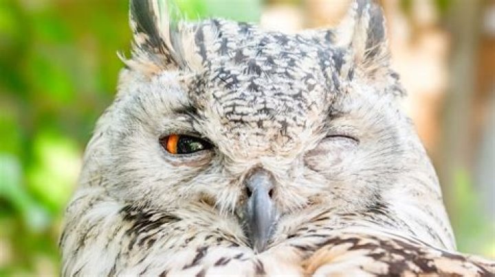 27 best owl puns