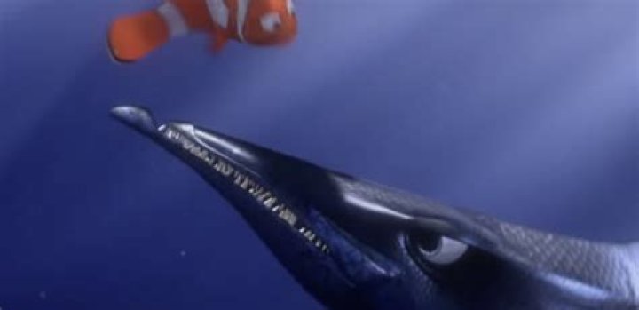 Was there a barracuda in Finding Nemo? – Celebrity