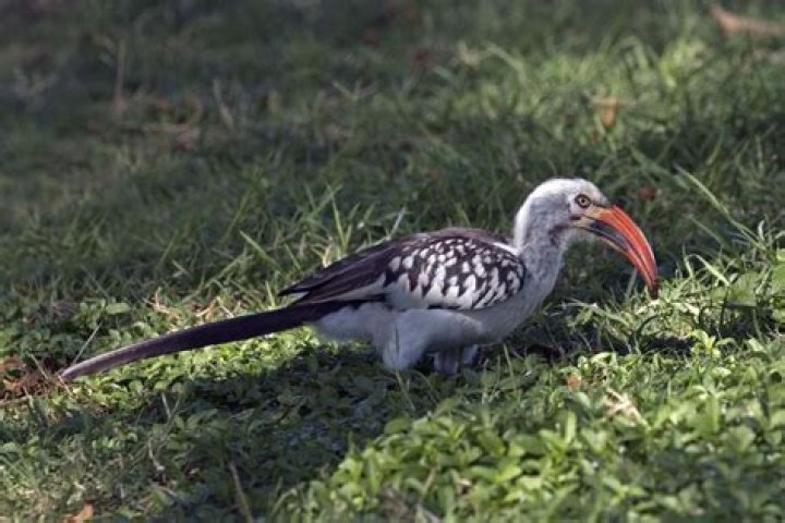 What is Zazu bird? – Celebrity
