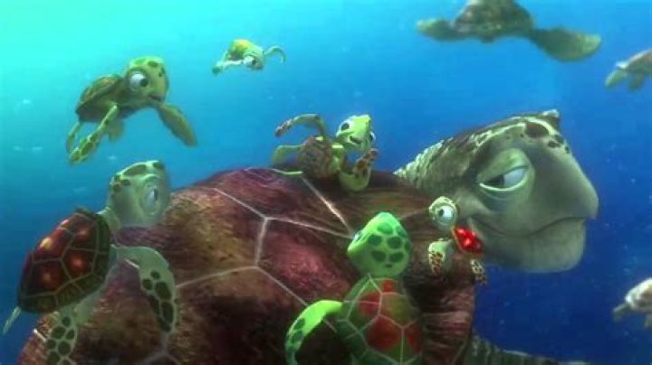 What’s the turtle’s name on Finding Nemo? – Celebrity